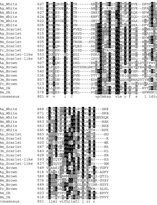 Figure S5  Full alignment of ABC eye-color transporter homologs. Amino acids in black highlight are seen in that position in more than half of aligned sequences; grey highlight marks similar amino acids