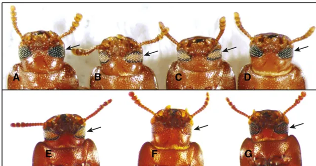 Figure 2 Effect of reducedaged adult beetles of (E) thewiththe(C) injected withtles that were (A) uninjected to show wild-type eyepigmentation, (B) injected withtotal loss-of-function mutants since both mutants still(Epigmentation (D), while theNote that T