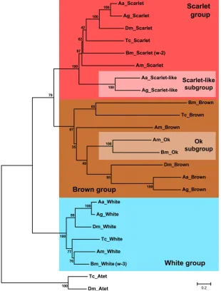 Figure 3 Phylogeny of ABC eye-color transporter ortho-logs showing relationships between the different orthol-ogy groups