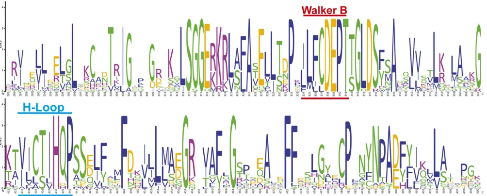 Figure 4 Sequence logo of ABC eye-color transporter homolog alignment. Two important features are highlighted: the CDEPT motif of the Walker Bdomain (underlined in red) and the IHQP motif of the H-loop (underlined in cyan), both of which are highly conserved in the eye-color transporters.Acidic amino acids are shown in gold, basic in magenta, nonpolar in blue, and polar in green.