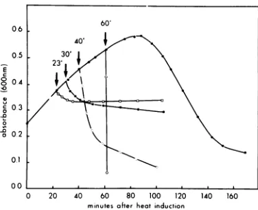 FIG. 7.potassiumopticalindicatedcyanide.tion,wereXts9B Time course of sensitivity of induced lysogens to lysis by a low temperature and At the times indicated afterprophage induc- cultures of induced AN259 (Xts9B) lysogens shifted from 40 to 15'C (U) or given 5 mM cyanide (0), and the length oftime for the density to fall to one-half its maximal value is by the ordinate.
