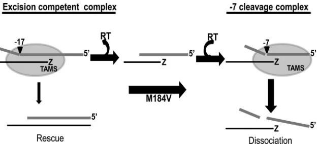 FIG 9 Model of increased RNase H secondary cleavage by M184V and inhibition of excision
