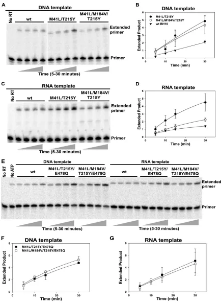 FIG 1 Effects of RT mutations on rescue of AZTMP-terminated primer annealed to RNA or DNA templates
