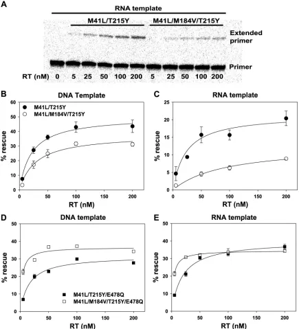 FIG 2 Effect of RT concentration on rescue of AZTMP-terminated primer annealed to RNA or DNA template