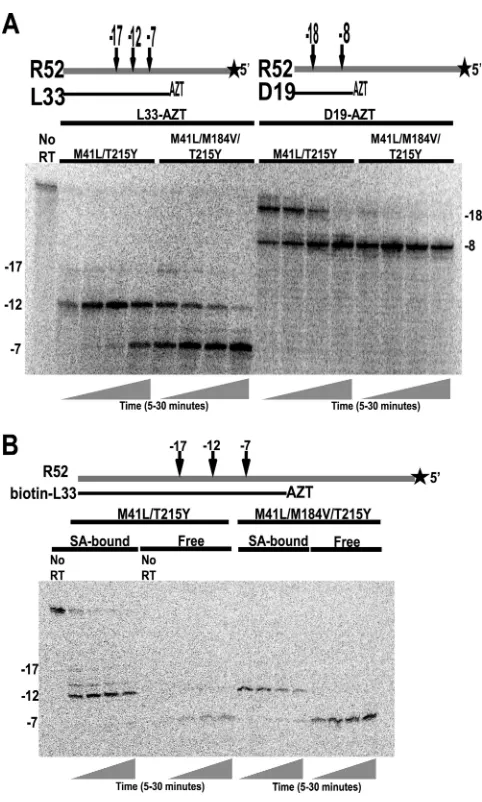 FIG 3 Effect of the M184V mutation in the M41L/T215Y background onAZTMP, and incubated with the indicated mutant RTs for 5, 10, 15 or 30min