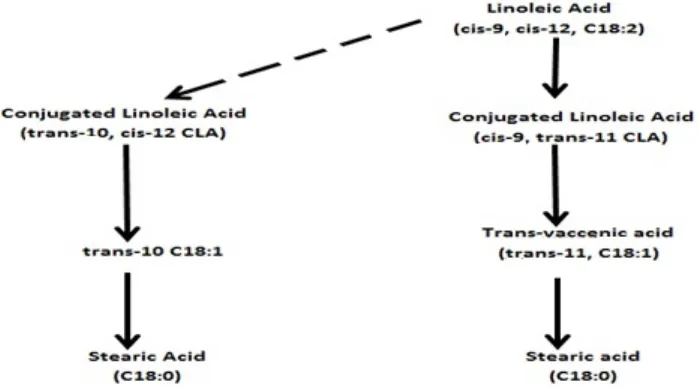 Fig. 2. Pathway for rumen biohydrogenation of linoleic to stearic acid by microbesSource: Bauman & Griinari [25] and D’Mello [50]
