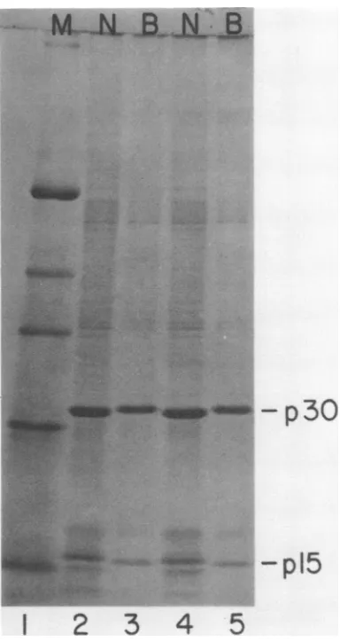 FIG.1.phorylase2teinstons;andrase,blue. and Comparison of p30 and p15 virion pro- ofparental viruses SP-N and LP-B