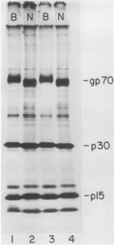 FIG. 2.proteins;LP-Band Comparison of gp7O protein of SP-N and viruses. Autoradiogram of '4C-labeled virion 8 to 20% slab gel