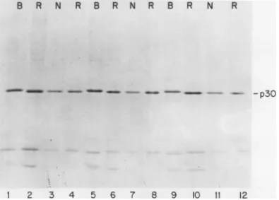 FIG. 4.4-1;Coomassie Comparison ofp30 protein of SP-N, LP-B, and recombinants. An 8 to 24% slab gel stained with brilliant blue