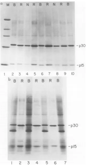 FIG.5.5,contaminating6-3;Coomassie 5-3; Comparison ofp15 protein of SP-N, LP-B, and recombinants