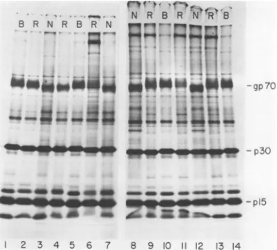 FIG. 6.virionSP-N; Comparison of the gp7O protein of SP-N, LP-B, and recombinants. Autoradiogram of '4C-labeled proteins; 8 to 20% slab gel
