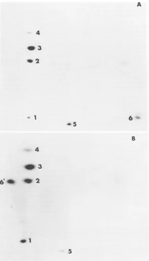 FIG. 7.portionpHLTandthin(A) Two-dimensional oligonucleotide fingerprints of[Ca32P]GTP-labeled RNA synthesized in vitro by particles