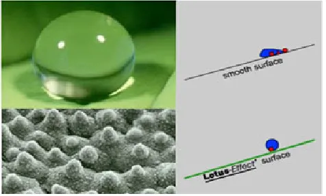 Figure 3: self-cleaning - lotus effect work mechanism and the different way of how the water droplet acts when touches a smoothe surface and surface with lotus effect 