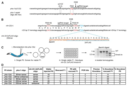 Figure 1 Selection for1, red text) and sgRNA target, the DSB position, and an alternate PAM (no
