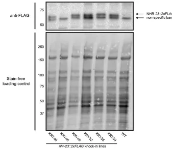 Figure 2 Detection of NHR-23::2precise knock-ins. Four micrograms of proteinfrom synchronized gravid adults of the indi-cated strains was analyzed by immunoblottingwith anti-FLAG
