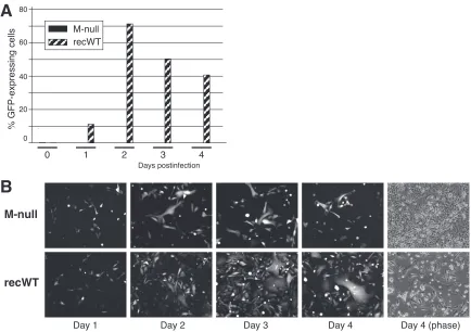 FIG 3 Viral replication in cell culture in the absence of M. (A) Flow cytometry. HEp-2 cells were infected with the M-null or recWT virus by the addition of ancells into the medium and transferring the samples toused to infect freshly plated (receiver) HEp