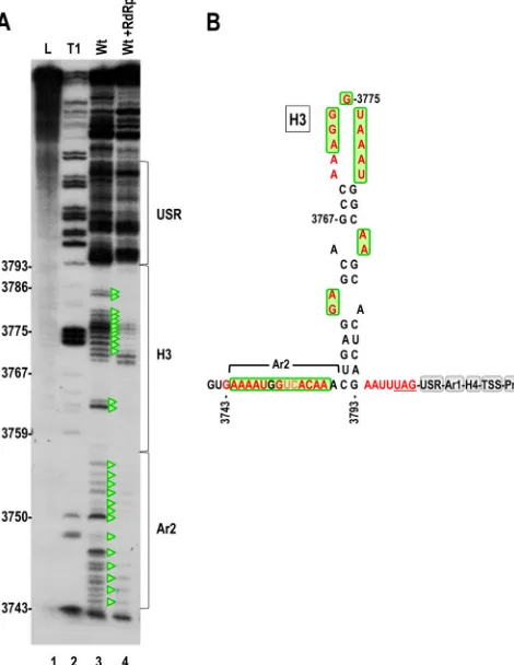 FIG 7 In-line structure probing of the CP ORF 3=region. (A) In-line cleavageof transcripts (positions 3732 to 4054) in the absence or presence of RdRp.Reduction in residue ﬂexibility caused by the RdRp-mediated conformationalshift is denoted by green trian