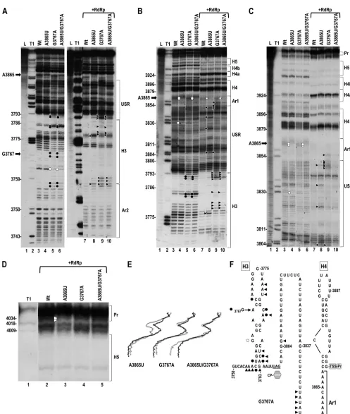 FIG 8 Effect of second-site mutation G3767A on the structure of the 3with no alterations (WT), A3865U, G3767A, and A3865UC) Longer runs of samples shown in panel A