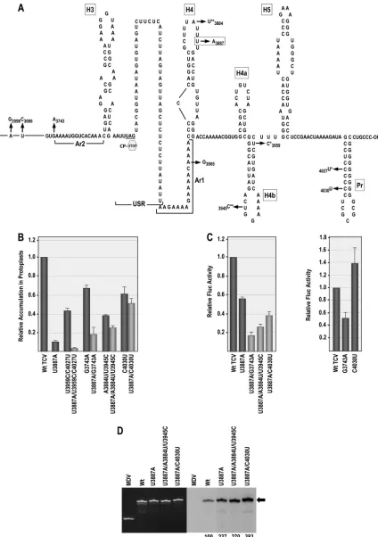 FIG 9 Second-site changes associated with primary mutation U3887A. (A) Location of second-site changes associated with U3887A in the 3CP ORF