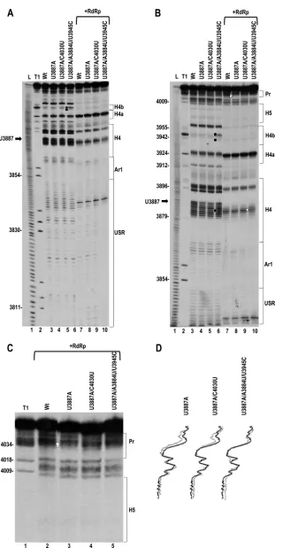 FIG 10 Effect of second-site mutations on the structure of the 3=UTR containing U3887A