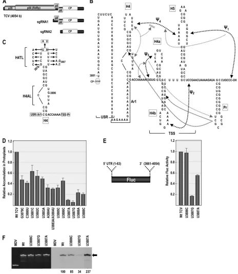 FIG 1 Terminal loop of hairpin H4 is important for TCV translation and replication. (A) Genome organization of TCV