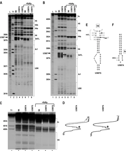 FIG 2 Effect of mutations in H4TL on the structure of the 3more clearly show the region from H5 through the Pr