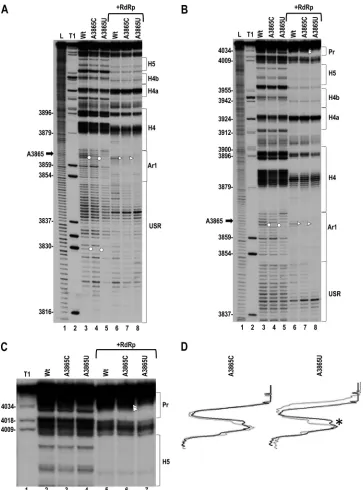 FIG 4 Effect of mutations upstream of H4 on the structure of the 3A3865U in the absence or presence of RdRp