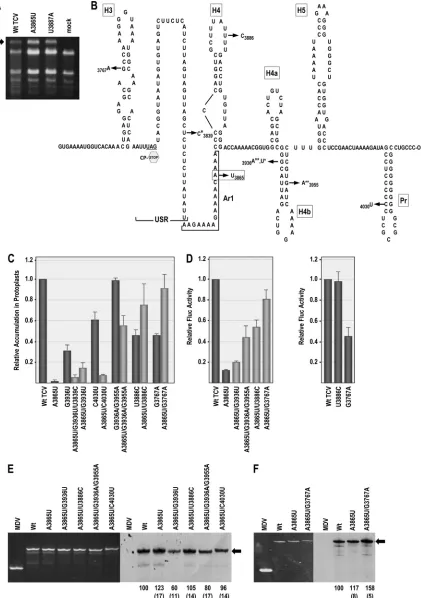FIG 5 Second-site changes associated with primary mutation A3865U. (A) Total RNA extracted from an upper, uninoculated leaf at 21 days after inoculationwith WT and mutant viral transcripts