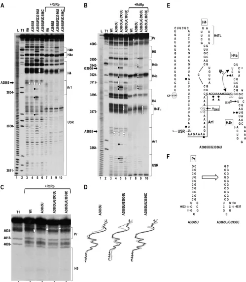 FIG 6 Effect of second-site mutations on the structure of the 3=UTR containing A3865U