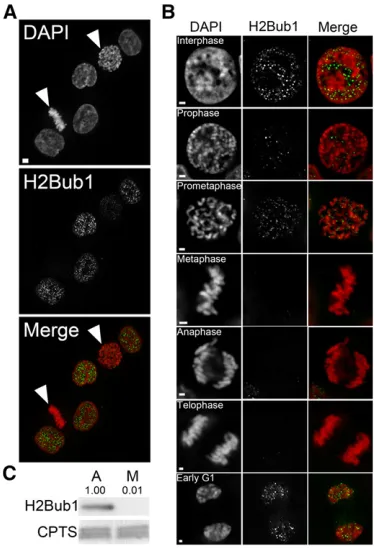 Figure 2 The global abundance of H2Bub1 decreases dramatically dur-