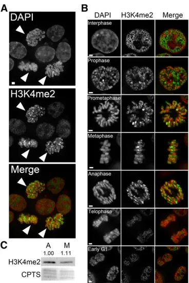 Figure 3 The global abundance of H3K4me2 remains relatively constantthroughout the cell cycle