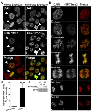 Figure 4 The global abundance of H3K79me2 increasesdramatically during mitosis. (A) Representative decon-volved images of HCT116 cells labeled with an anti-H3K79me2 antibody (green) and counterstained withDAPI (red)