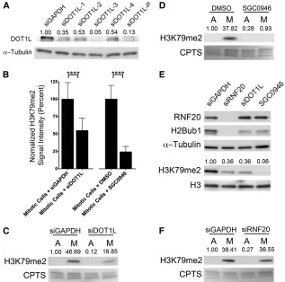 Figure 5 DOT1L expression and function are requiredmitotic cells relative to controls (siGAPDH)