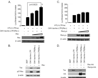FIG 3 Rex RNA-binding activity is required for nuclear export ofCMV-transfected with 4expression was monitored indirectly by measuring luciferase activity as a surrogate for Tax-mediated tax/rex RNA