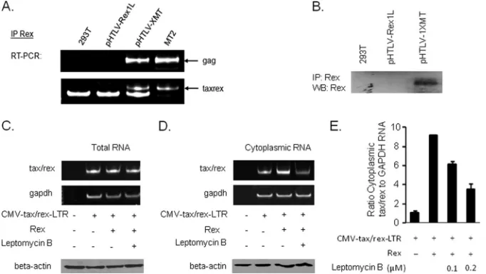 FIG 4 p21Rex has no effect on RNA export and does not interfere with p27Rex RNA export functions