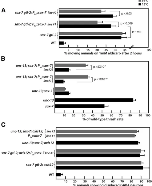 Figure 6 The synthetic phenotypes displayed by sax-7 gtl-2 and unc-13;sax-7 animals are suppressed by late-onset, transient sax-7 expression