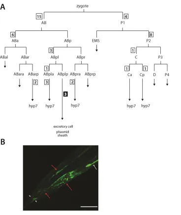 Figure S2 Genetic mosaic analyses implicate hyp7 as a site for action for gtl-2.  (A)  A diagram of the early cell lineage 