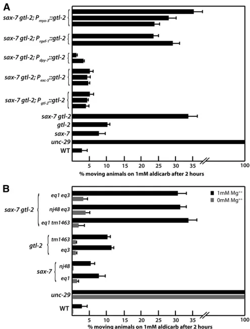 Figure 3 Thethe standard error of the mean of at least 12 sample sets, wherethe excretory cell by theare cultured on NGM lacking Mg sax-7 gtl-2 Ric phenotype can be suppressed with non-neuronal gtl-2 expression and culturing of mutant animals on media with