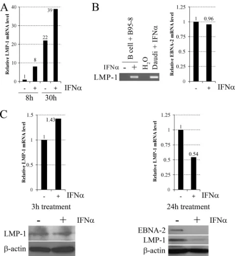 FIG 3B95-8 virus-infected peripheral blood B cells of donor 3, left untreated (�) or treated with 30 ng/ml IFN-after infection