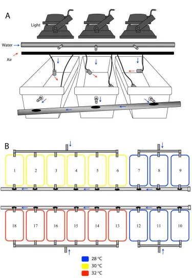 Figure 5.1 Schematic of flow-through experimental set-up: (A) tank set-up; and (B) experiment design showing seawater temperature treatments, where blue 
