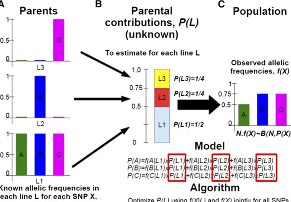Figure A1 Scheme of the method of parental contribu-at each locus. In this example we consider 3 parent lines(tion estimation