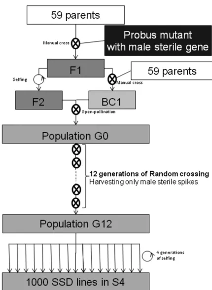 Figure 1 INRA MAGIC population creation scheme. Intensity of shadingrepresents the proportion of Probus in the population.