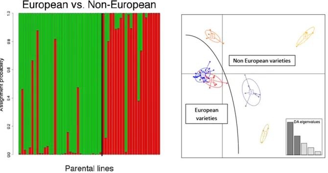 Figure 2 Left: Estimated population structurein parental lines. Each individual is representedby a vertical line, which is partitioned into twocolored segments that represent the individual’sestimated membership fractions in two clusters.Black vertical lin