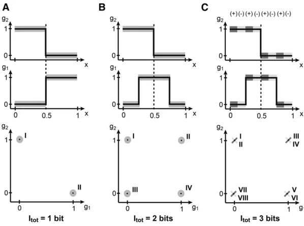 Figure 2top; an enumeration of all distinguishable combinations ofgene expression (roman numerals) across the embryo isshown at the bottom