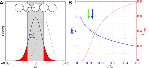 Figure 4 Positional information, error, and perfect identi-(solid black line for the central nucleus and dashed linefor the right next nucleus); its width is the positionalerrorarea)