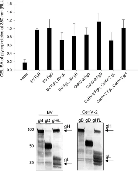 FIG 1 Expression of gB, gD, and gH/L from BV and CeHV-2 on the cellsurface by CELISA and in whole-cell lysates by Western blotting