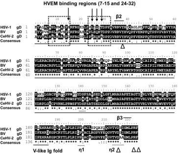 FIG 6 Sequence alignment of partial HSV-1 gD, BV gD, and CeHV-2 gD sequences. gDs from K1 to F223 were aligned; the amino acid numbers begin with the ﬁrstresidueinthematureproteinaftersignalsequencecleavage.UnderlinedportionsaretheV-likeIgfolddomain,arrow-