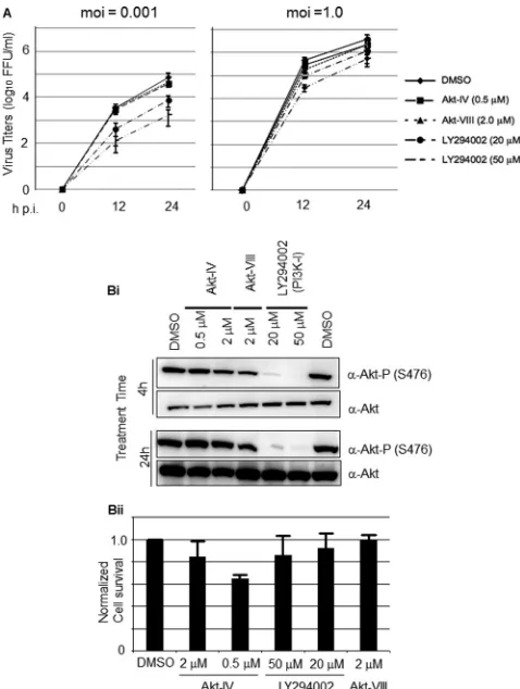 FIG 1 Effect of PI3K/Akt inhibitors on multiplication of LCMV and AktLY (20 or 50phosphorylation