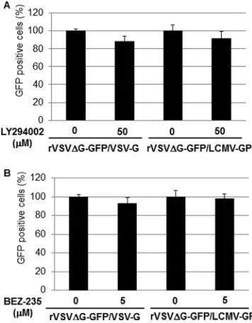 FIG 2 Effect of BEZ-235 on Akt phosphorylation in 293T cells. (A) 293T cellswere treated with BEZ-235 (1, 5, 50, or 500 nM or 5 �M) or DMSO as acontrol