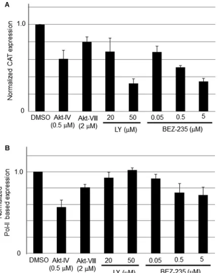 FIG 6 Effects of LY and BEZ-235 on LCMV-MG-derived RNA synthesis.293T cells were transfected with pC-T7, pMG-CAT, pC-NP, and pC-L as de-scribed for Fig